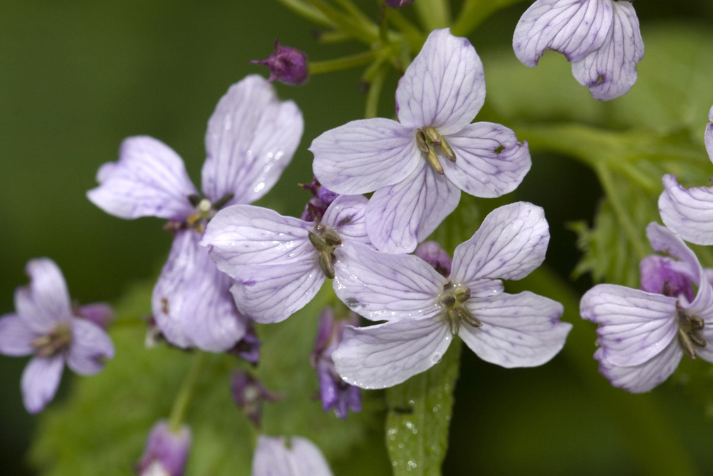 Lunaria rediviva / Lunaria comune